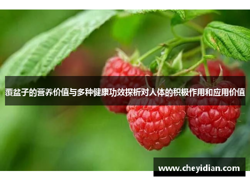 覆盆子的营养价值与多种健康功效探析对人体的积极作用和应用价值