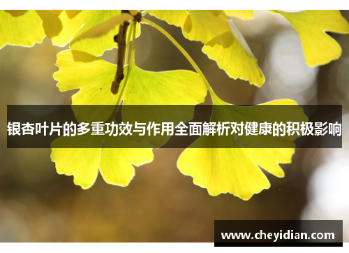 银杏叶片的多重功效与作用全面解析对健康的积极影响 银杏叶片的多重功效与作用全面解析对健康的积极影响